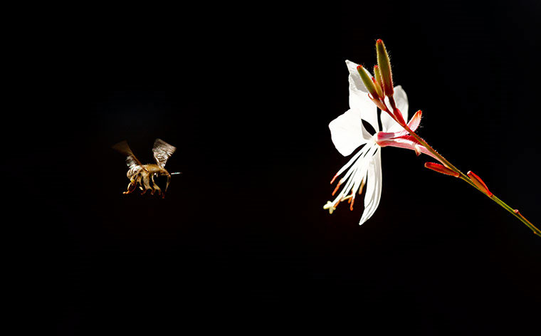 Picture 8 of Animal photos last week: Green mating butterflies on flowers
