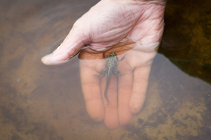 Picture 10 of Animal photos last week: Male fish lures female bait bait