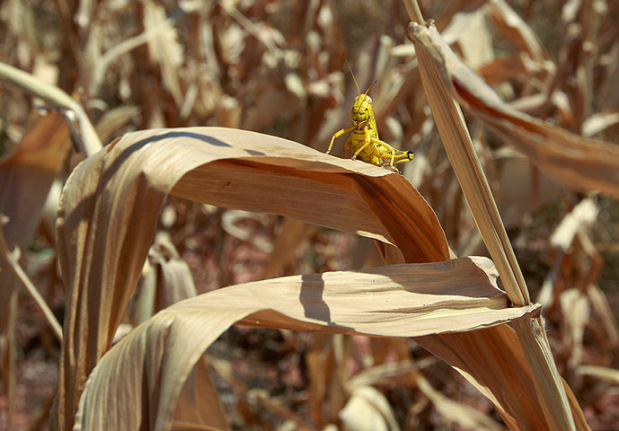 Picture 3 of Animal photos last week: Male fish lures female bait bait