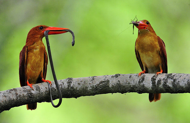 Picture 4 of Animal photos last week: Male fish lures female bait bait