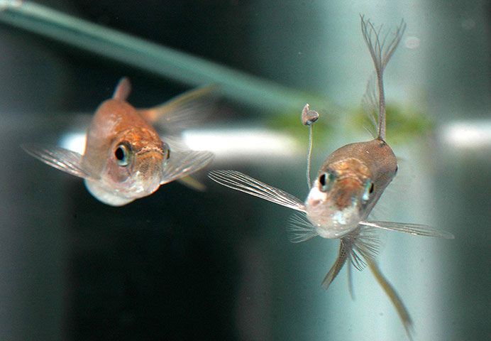 Picture 7 of Animal photos last week: Male fish lures female bait bait