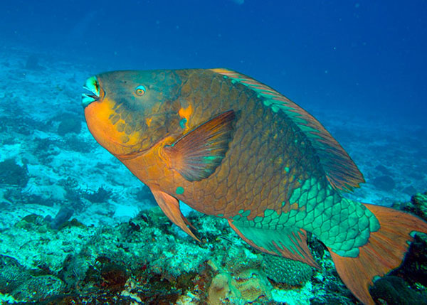 Picture 9 of Animal photos last week: Male fish lures female bait bait