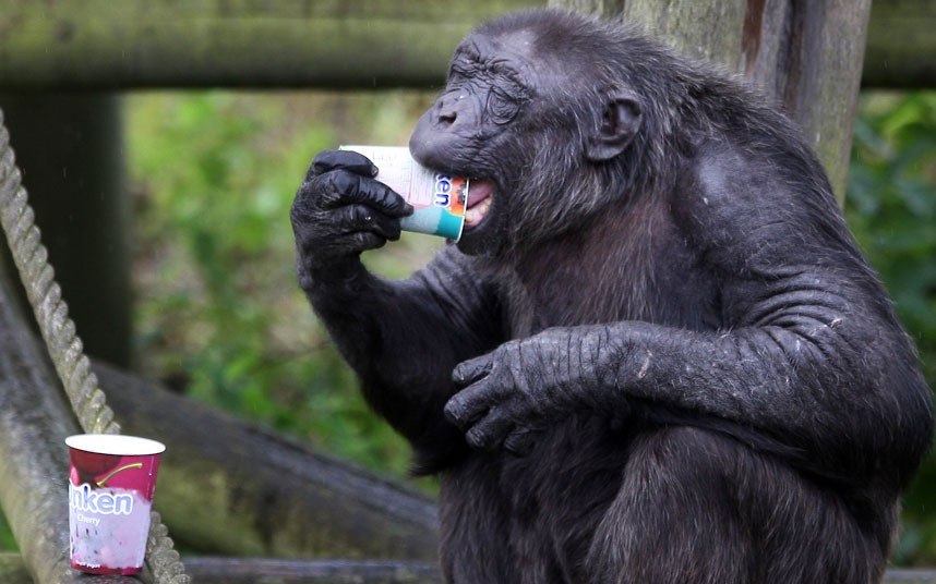 Animal photos last week: Meal of cauldron images 1