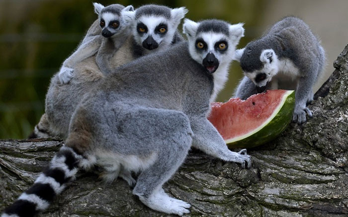 Animal photos last week: Meal of cauldron images 10