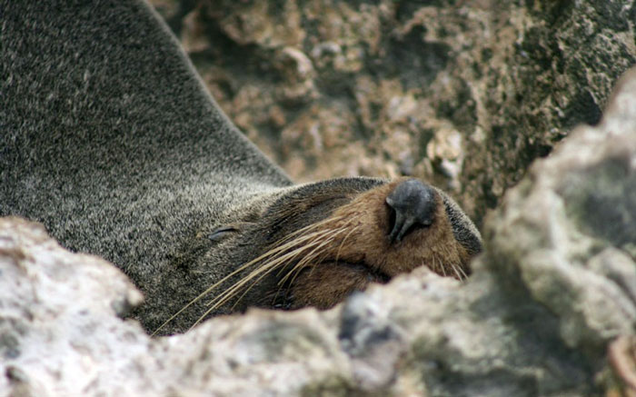 Animal photos last week: Meal of cauldron images 15