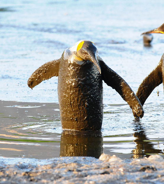 Animal photos last week: Meal of cauldron images 2