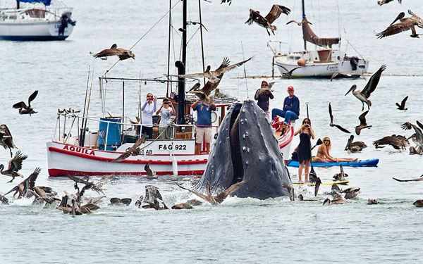 Animal photos last week: Meal of cauldron images 3