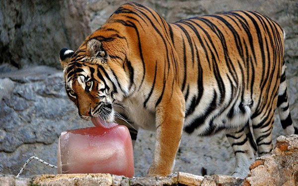 Animal photos last week: Meal of cauldron images 7