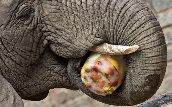 Animal photos last week: Meal of cauldron images 8