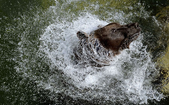 Animal photos last week: Meal of cauldron images 9