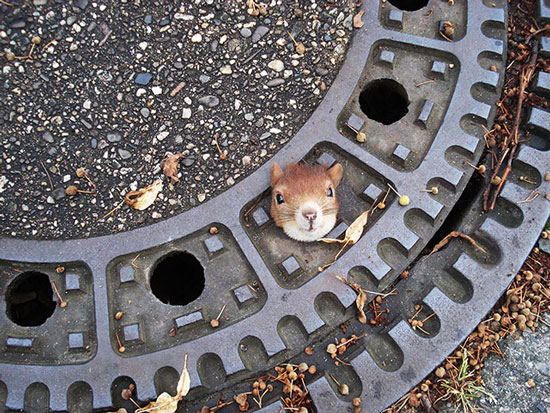 Picture 7 of Animal photos last week: Squirrels stuck in the sewer cap