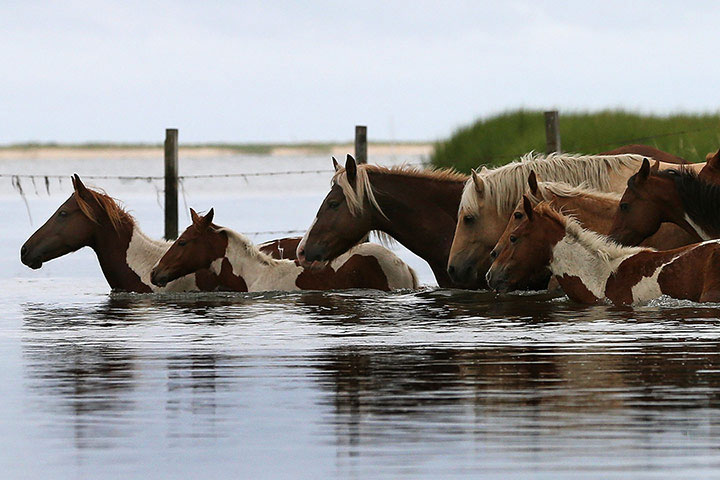 Picture 5 of Animal photos last week: The horses swim across the river