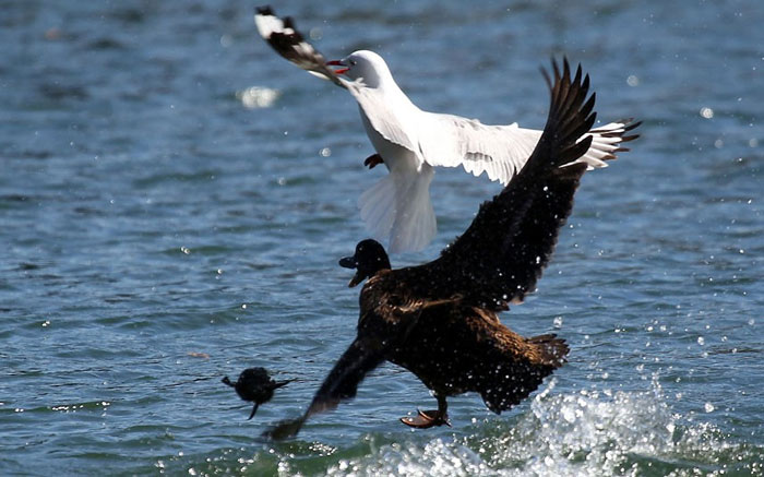 Picture 9 of Animal photos last week: Two heads of pelicans