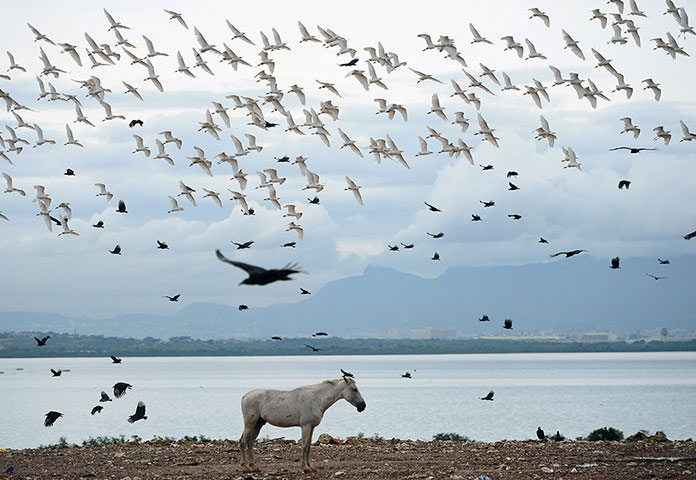 Picture 2 of Animal photos last week: Wild horses stand next to the landfill