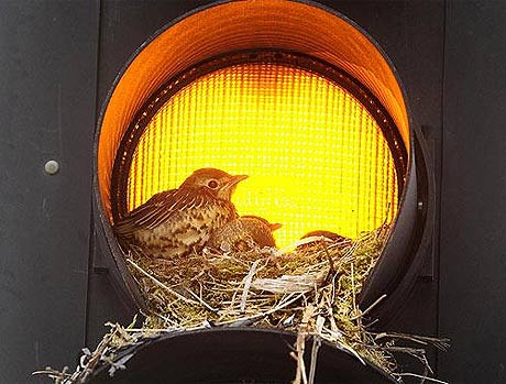 Picture 1 of Animal photos of the week