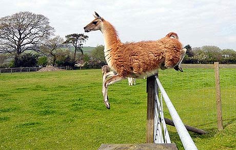 Picture 3 of Animal photos of the week