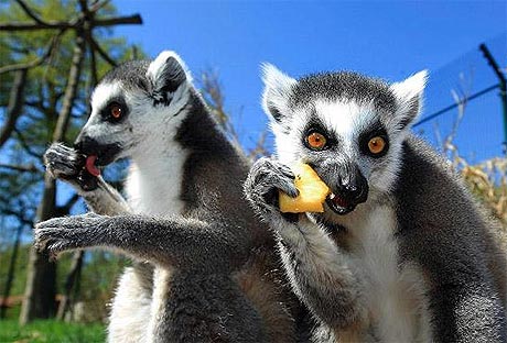 Picture 4 of Animal photos of the week