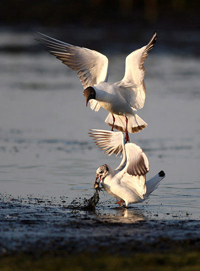 Picture 17 of Animal photos: The beauty of the Tu-birds