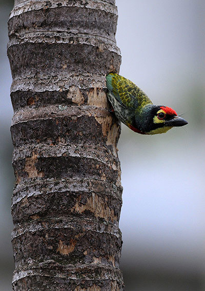 Picture 18 of Animal photos: The beauty of the Tu-birds