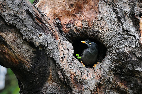 Picture 8 of Animal photos: The beauty of the Tu-birds