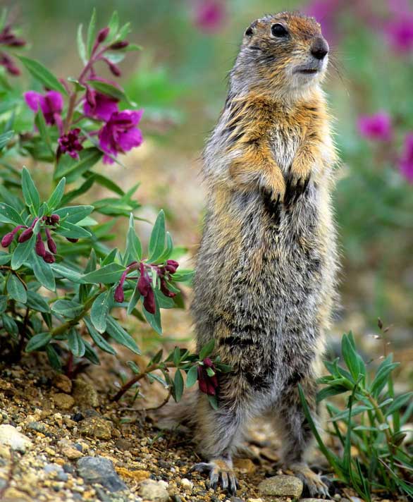 Picture 3 of Animal 'suffering' after hibernation