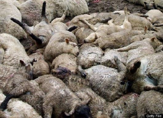 Picture 3 of Animal suicide - the mystery of 'conscious death'
