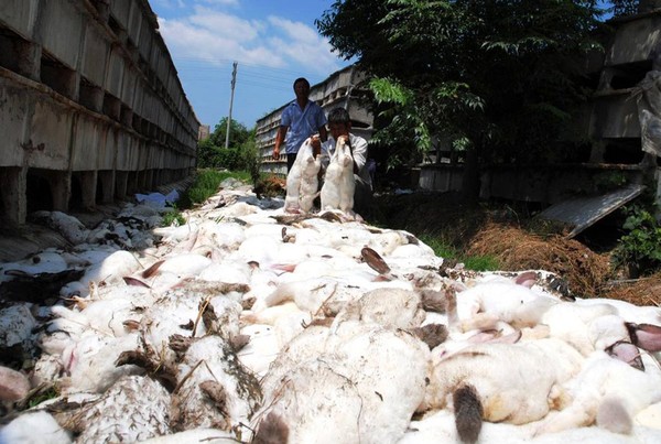 Picture 6 of Animal suicide - the mystery of 'conscious death'