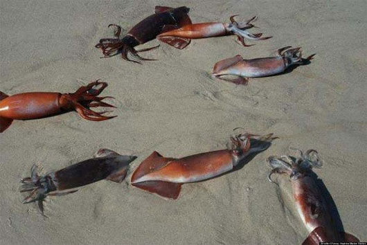 Picture 7 of Animal suicide - the mystery of 'conscious death'
