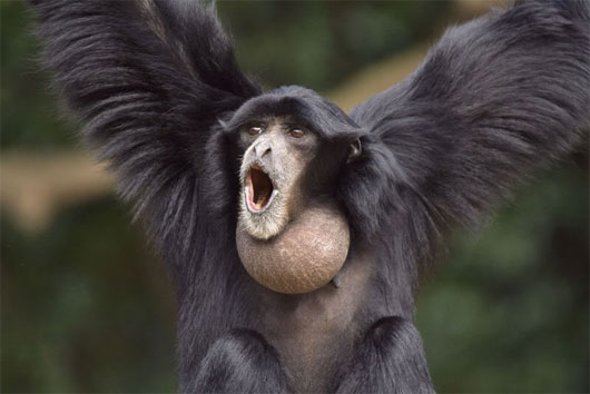 Picture 10 of Animal world in the rainforest
