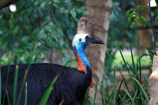 Picture 2 of Animal world in the rainforest