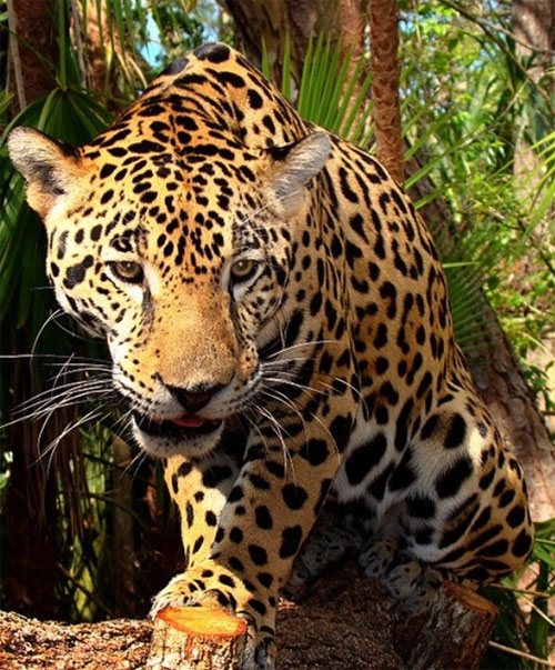 Picture 4 of Animal world in the rainforest