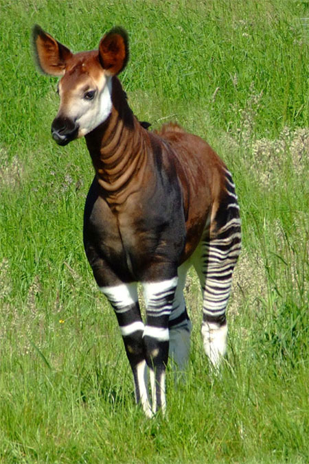Picture 7 of Animal world in the rainforest