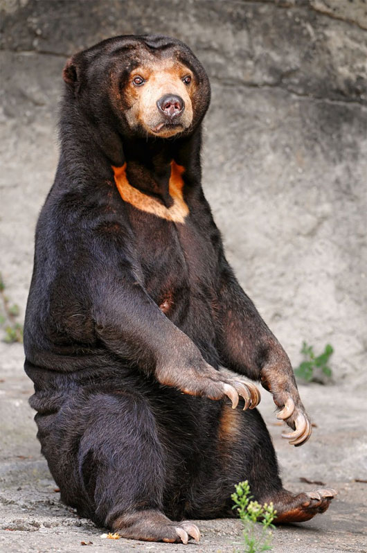 Picture 9 of Animal world in the rainforest