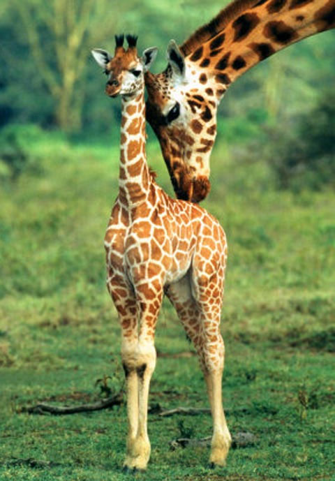 Picture 4 of Animal World - Interesting things you don't know