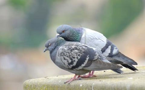 Picture 5 of Animal World - Interesting things you don't know