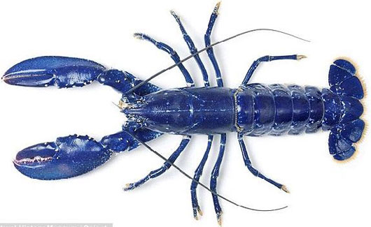 Picture 4 of Animal world is blue