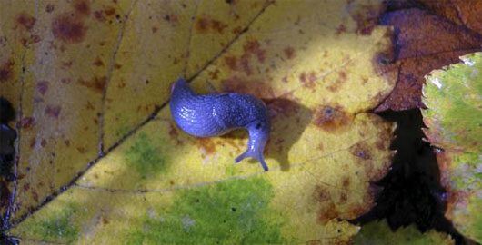 Picture 5 of Animal world is blue