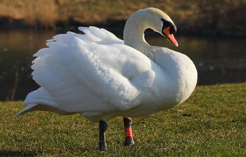 Picture 3 of Animal world, little known things (II)