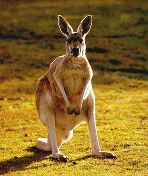 Picture 5 of Animal world, little known things (II)