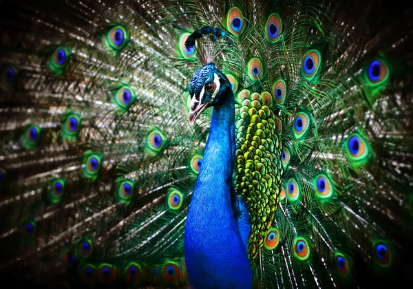 Picture 1 of Animals also care about beauty like humans