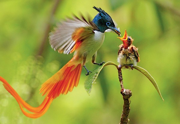 Picture 2 of Animals also care about beauty like humans