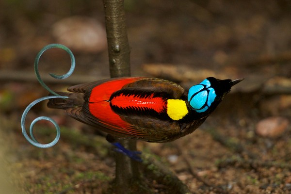 Picture 3 of Animals also care about beauty like humans