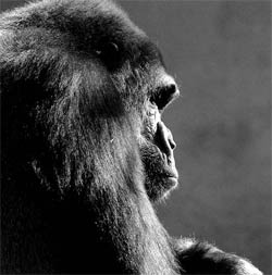 Picture 2 of Animals also have love life?