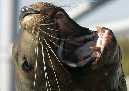 Picture 3 of Animals also have personality