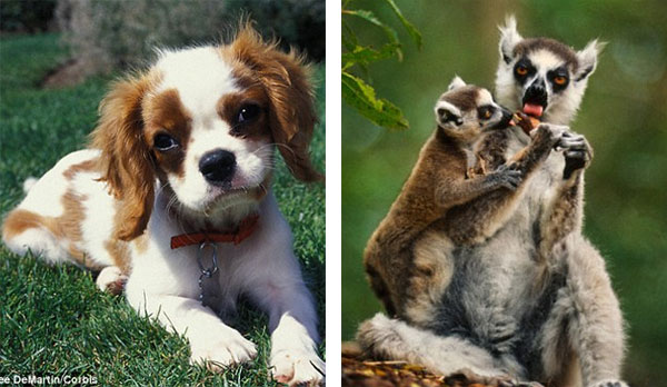 Picture 1 of Animals also know how to heal themselves like humans