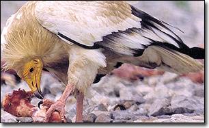 Picture 1 of Animals also use stimulant drugs