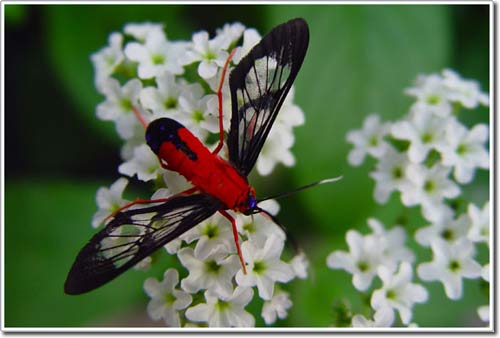 Picture 2 of Animals also use stimulant drugs