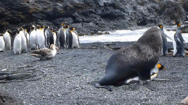 Picture 5 of Animals and unreasonable things ... real