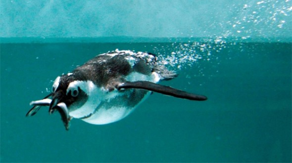 Picture 6 of Animals and unreasonable things ... real