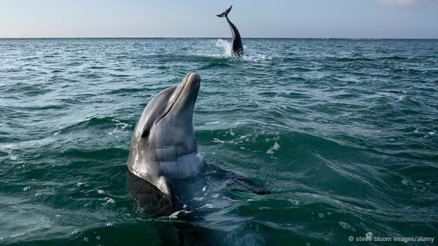 Picture 7 of Animals and unreasonable things ... real